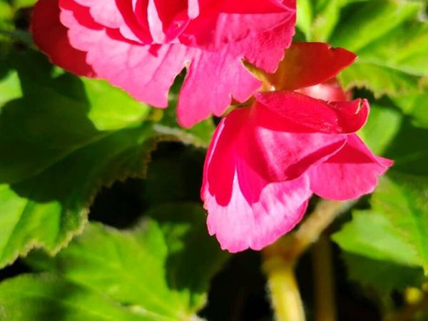 Begonia Tuberhybrida - Main image