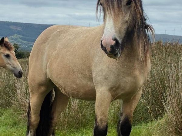 Cob filly - Main image