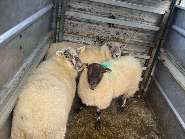 3 hoggets - Main image