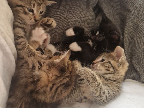 Kittens - Main image