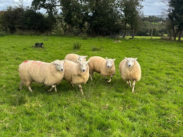 Lleyn ewe lambs - Main image