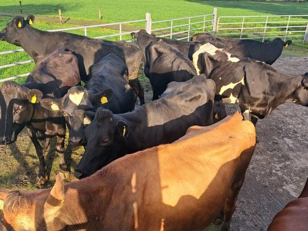 Young Empty cows - Main image
