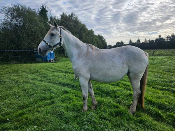 Irish Draught Mare - Main image