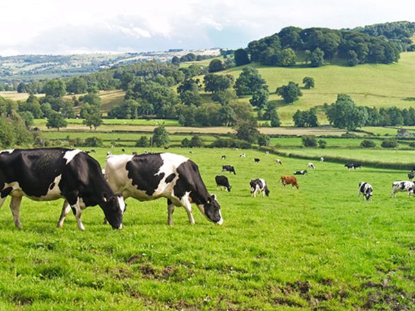 Full Time Farm Assistant Available - Main image