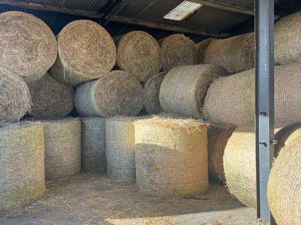 Hay - Main image