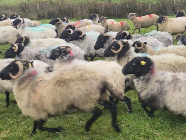 100 Full and Broken Mouthed Ewes - Main image