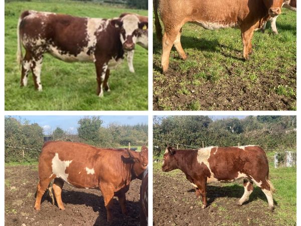 Heifers for Drumshanbo Mart - Main image