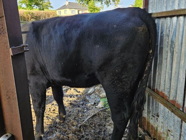 9 angus organic heifers - Main image