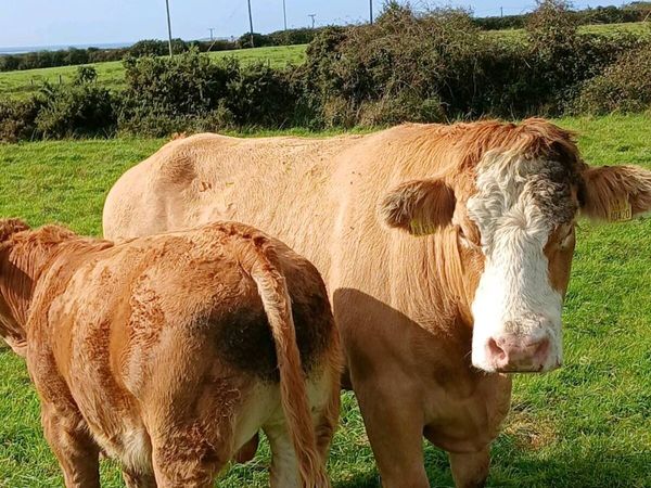 Suckling cow and calf - Main image