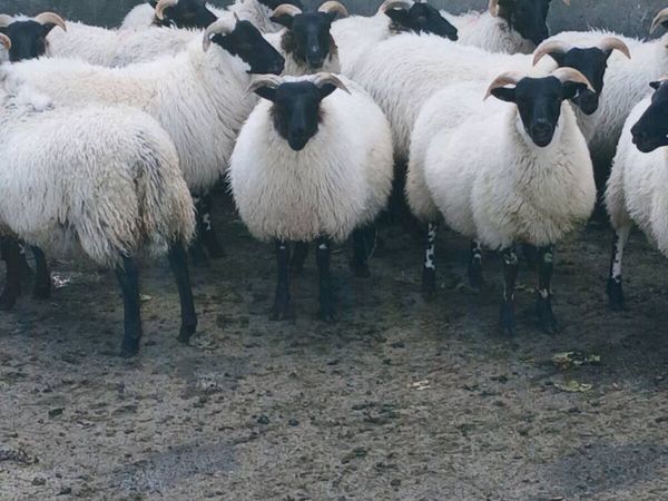 Lanark x ewe lambs - Main image