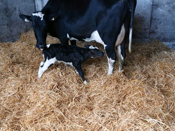 Fresh calved 2nd calver and heifier  calf - Main image