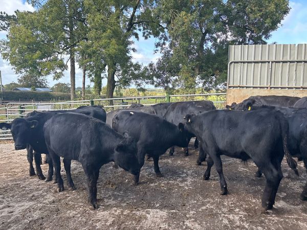 16 super 400 kg Angus store bullocks - Main image