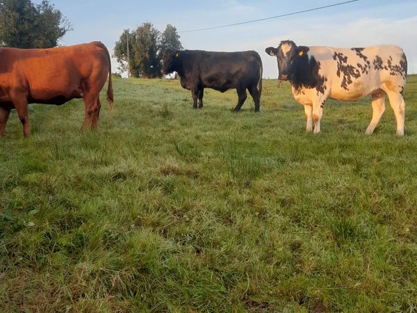 Incalf Heifers - Main image