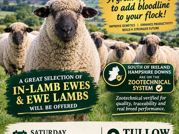 Hampshire Down Female Sale - Main image