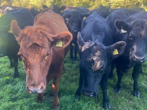 Heifers - Main image
