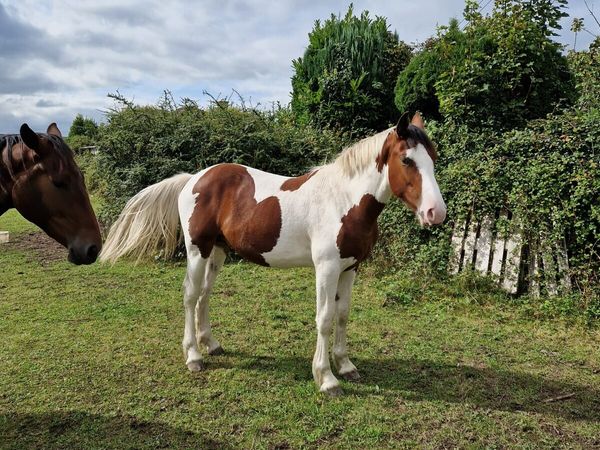 Nicely coloured 1 and half yr old sport horse - Main image