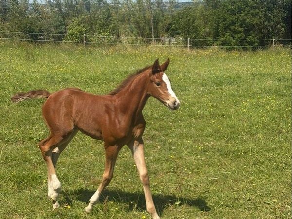 Candy de Nanteul x Pacino filly foal - Main image