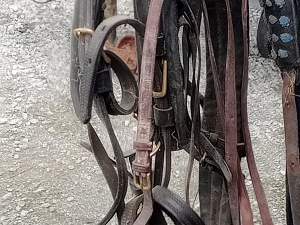 Horse harness - Main image