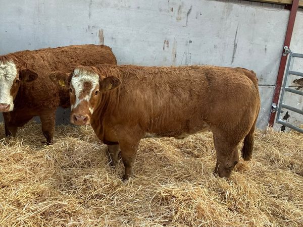 Simmental Bulling heifers - Main image