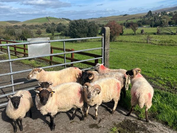 5 weather hog rams and 4 ram lambs - Main image