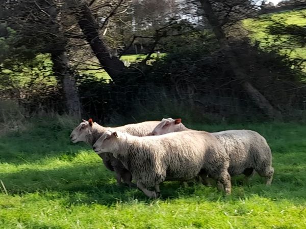 Pedigree Registered Charollais ram lambs - Main image
