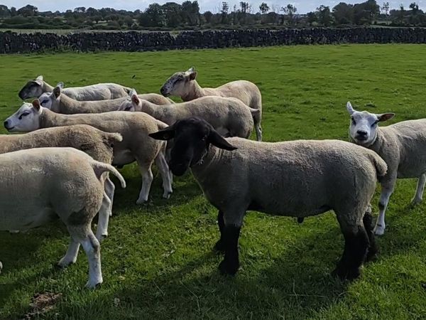 TEXEL SUFFOLK BELTEX RAM'S FOR SALE - Main image