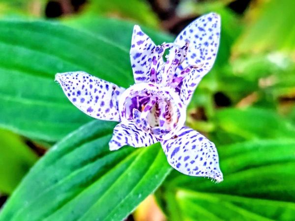 Shade Lily - Main image