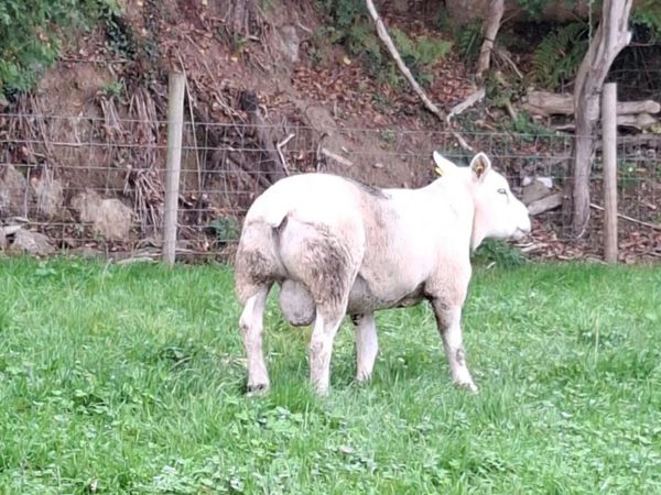Texel ram - Main image