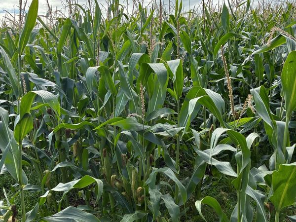 Maize for silage - Main image