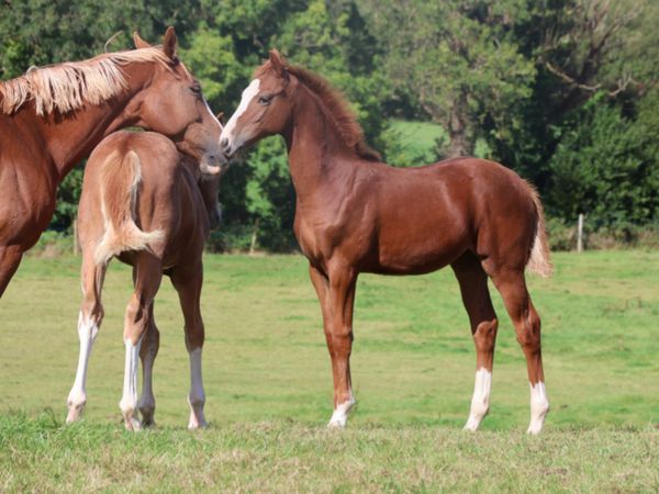Flashy filly by Nasdaq Z - Main image