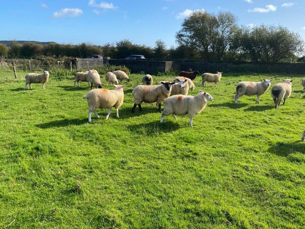 Aberfield X & Belclare X Ewe Lambs - Main image
