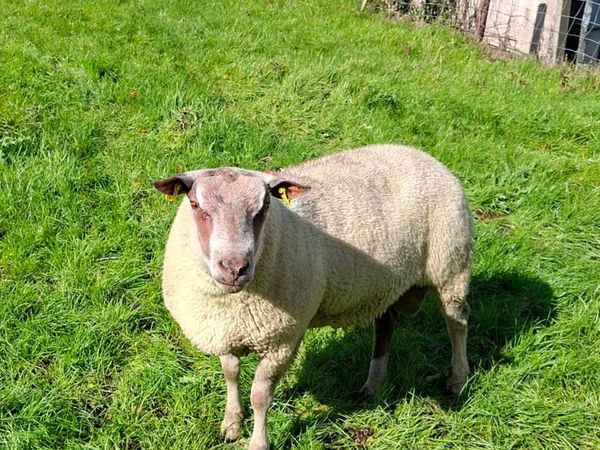Charollais hogget ram - Main image