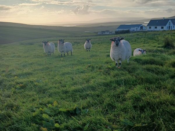 Ewe lambs - Main image