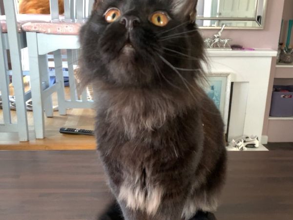 Maine coon - Main image