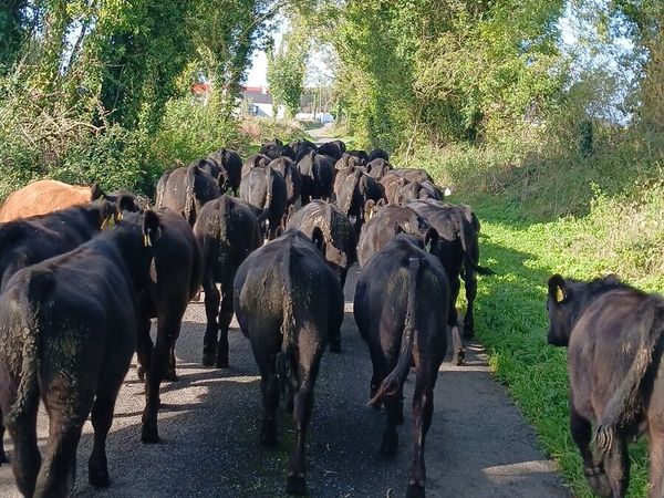 Angus bulls - Main image