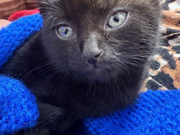 Kittens - Main image