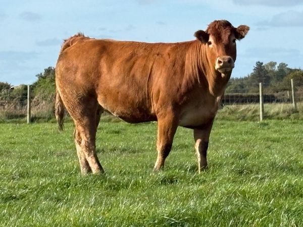 5 super limousine incalf heifers - Main image
