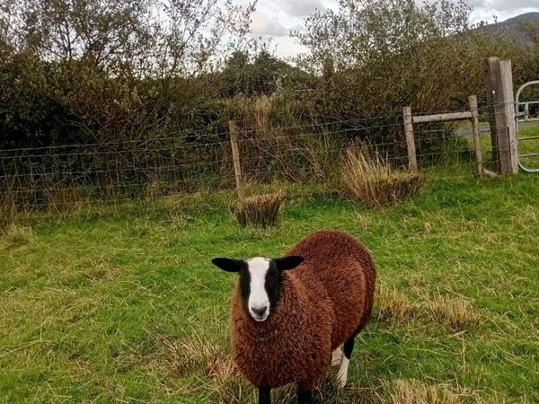 Zwartble Ram Lamb for sale - Main image