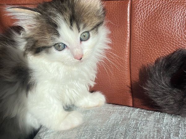 Stunning Ragdoll x kittens - Main image