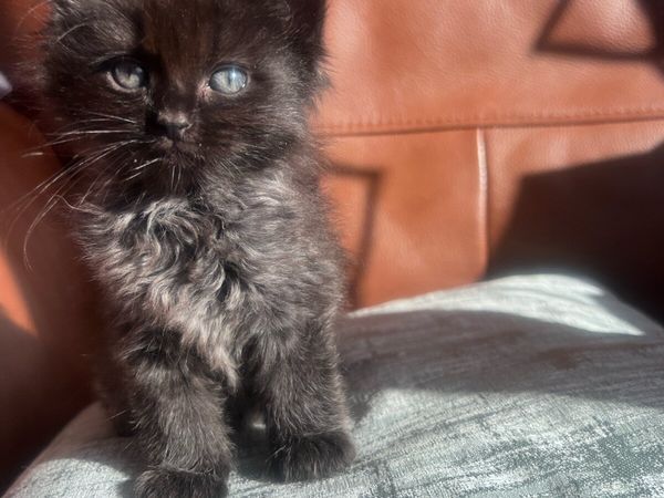Stunning Ragdoll x kittens - Main image