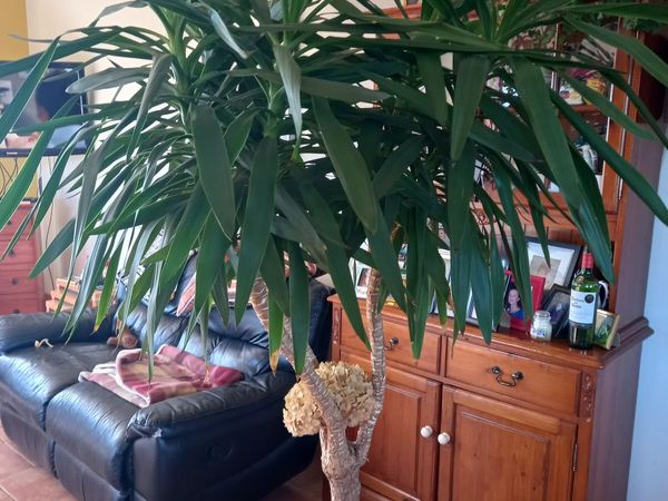 Yucca plant - Main image