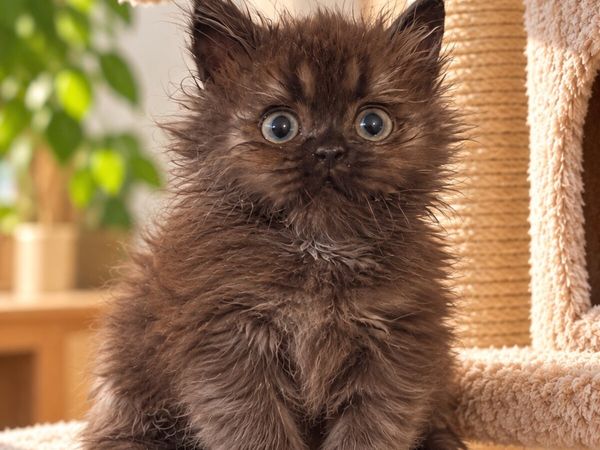 Purebred British longhair chocolate male - Main image