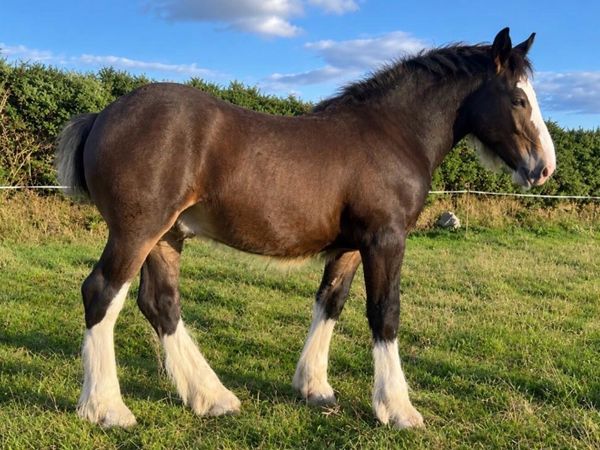 Cob colt foal - Main image