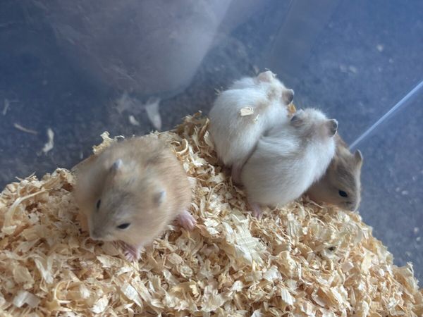 Baby Dwarf Hamsters - Main image