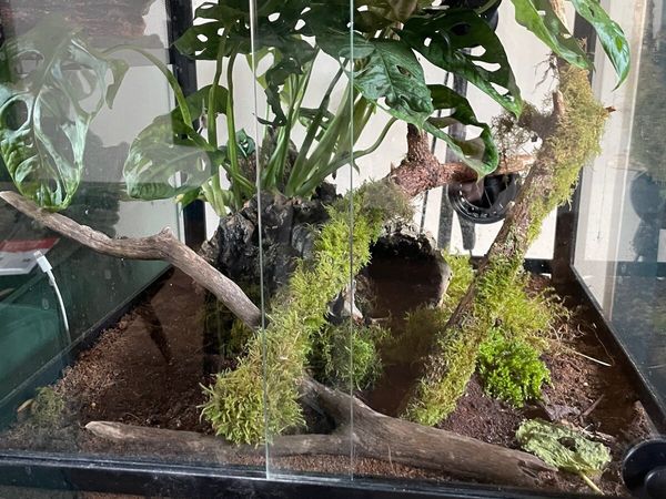 Crested gecko - Main image