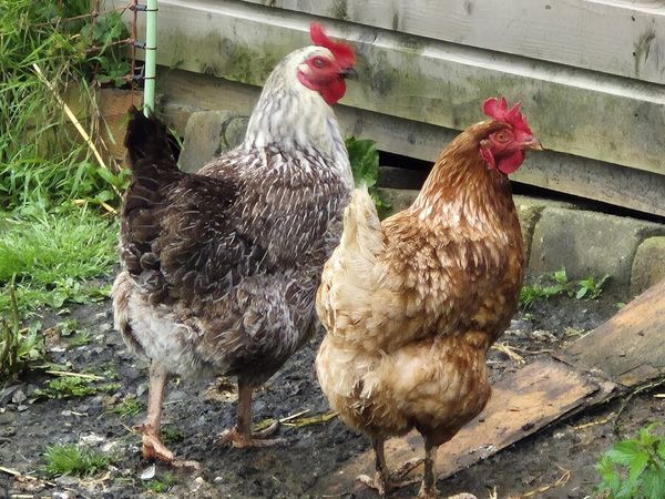 Hens - Main image