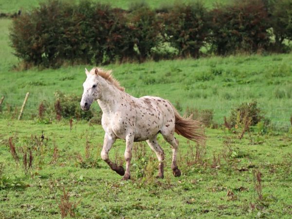 Appaloosa Colts for Sale - Main image