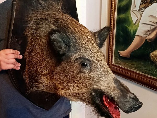 Large wild boar taxidermy mounted - Main image