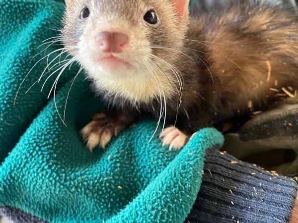 Ferrets - Main image