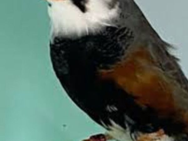 Birds - Main image